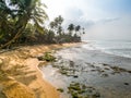 Amazing landscape of coconut palms bending to the ocean water in lagoon Royalty Free Stock Photo