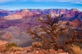 Amazing Landscape in Grand Canyon National Park,Arizona,USA Royalty Free Stock Photo