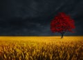 Amazing landscape of lonely tree in autumn against stormy clouds