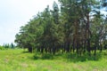 Crimean pines, Christmas trees on a green meadow, tall green grass, large bushes growing in the forest. Royalty Free Stock Photo