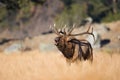 Amazing landscape photograph go bull elk in rut Royalty Free Stock Photo