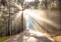 Sun rays on the road in forest Royalty Free Stock Photo