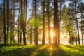 Amazing landscape of sunny summer forest at sunset. Sun rays through trunks of trees. Grass glowin on warm evening sunlight