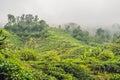 Amazing landscape view of tea plantation in sunset, sunrise time Royalty Free Stock Photo