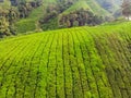 Amazing landscape view of tea plantation in sunset, sunrise time Royalty Free Stock Photo