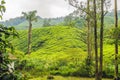 Amazing landscape view of tea plantation in sunset, sunrise time. Nature background with blue sky and foggy Royalty Free Stock Photo