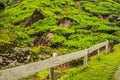 Amazing landscape view of tea plantation in sunset, sunrise time. Nature background with blue sky and foggy Royalty Free Stock Photo