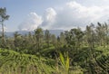 Amazing landscape view of the tea plantations during sunny day Royalty Free Stock Photo