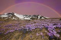 Amazing landscape with violet flowers and rainbow during spring day of rain Royalty Free Stock Photo