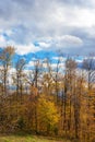 Amazing lanscape forest autum season