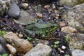 Amazing Large Green Frog Surrounded by Rocks