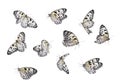 Amazing large tree nymph butterflies on white background Royalty Free Stock Photo