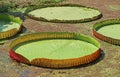 Large Water Lily Pads of Victoria Amazonica in a Duckweed Covered Pond Royalty Free Stock Photo