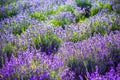 Amazing lavander filed in the summer