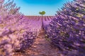 Amazing lavender field on a summer landscape, flowers and meadow and tree. Wonderful scenery, tranquil nature