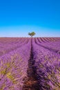 Amazing lavender field on a summer landscape, flowers and meadow and tree. Wonderful scenery, tranquil nature Royalty Free Stock Photo