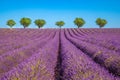 Amazing lavender field on a summer landscape, flowers and meadow and trees. Wonderful scenery, tranquil nature