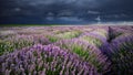 Amazing lavender fields in the summer time with storm clouds Royalty Free Stock Photo