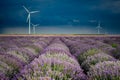 Amazing lavender fields in the summer time with storm clouds and raibow