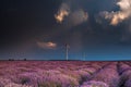 Amazing lavender fields in the summer time with storm clouds and raibow