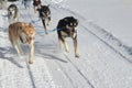 Lead Sled Dogs Pulling a Team in the Snow Royalty Free Stock Photo