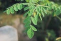 Amazing leaves of moringa in the garden