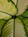 Amazing leaves Taro caladium, beautiful pattern and texture