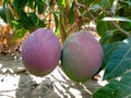 Amazing Lele mango fruit variety Royalty Free Stock Photo