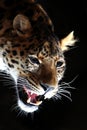 Amazing leopard brawling Royalty Free Stock Photo