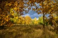 Amazing light in autumn forest full of colorful leaves under dark sky