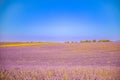 Lavender field in Provence, beautiful landscape in early summer. Morning sunlight, haze peaceful travel landscape Royalty Free Stock Photo