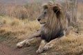 Amazing lion Kruger national Park Royalty Free Stock Photo