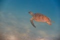 amazing little green sea turtle hovering through clear water during diving in the red sea Royalty Free Stock Photo