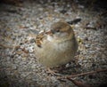 Amazing little house sparrow with closed beak is standing on pebbles with small branches.
