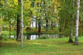 Amazing little lake among the slender birches