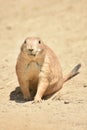 Amazing Little Prairie Dog Searching for Food