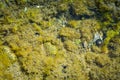 Amazing living world of a shallow rock pool.