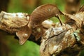 Amazing lizard Uroplatus phantasticus Royalty Free Stock Photo