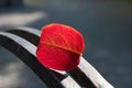 Amazing lonely bright red autumn leaf lies on black metal railings in the sun