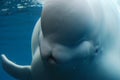 Amazing Look at a Beluga Whale Swimming Underwater Royalty Free Stock Photo