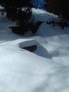 Amazing look big trees and snow