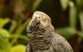 Amazing Look at a Grey Parrot Up Close