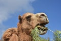 Amazing Look into the Mouth of a Chewing Camel Royalty Free Stock Photo