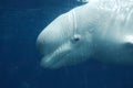 Amazing Look at the Profile of a Beluga Whale Royalty Free Stock Photo