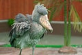 The amazing looking bird Shoebill Balaeniceps rex also known as whalehead, whale-headed stork. Shaking the feathers Royalty Free Stock Photo