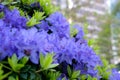 Rhododendron blue diamond amazing, low-growing evergreen shrub that blooms with blue flowers in the spring. It thrives Royalty Free Stock Photo