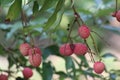 this is amazing lychee and this is red lychee and red leaf Royalty Free Stock Photo