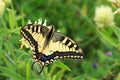 Amazing Machaon butterfly. Summer photo.