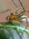 Amazing macro of Lynx spider with dew drops