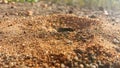 Closeup anthill